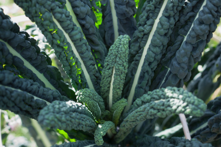 permaculture lisbon tours