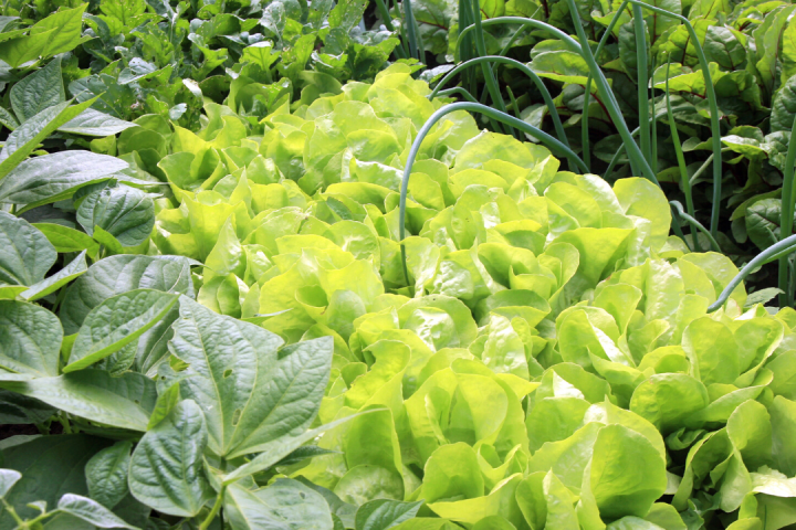 permaculture farm tours