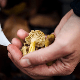 a hand holding a banana