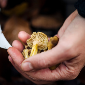 a hand holding a banana