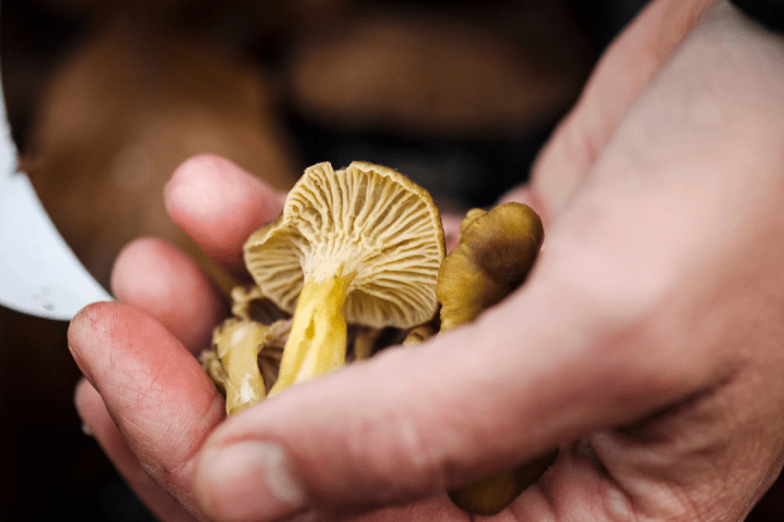 a hand holding a banana