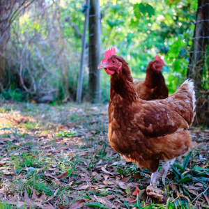 permaculture farm tours