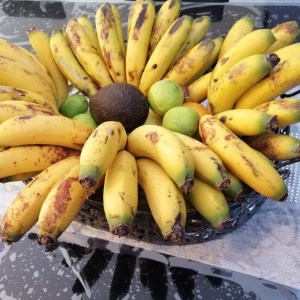 banana farm