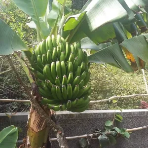 banana farm
