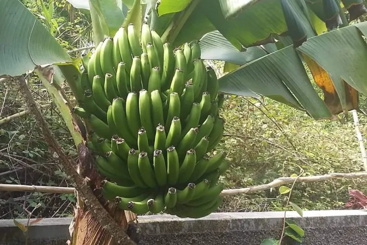 banana farm