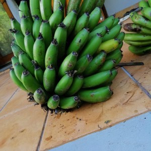 cooking classes, banana tour