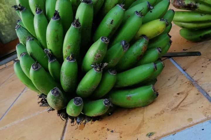 cooking classes, banana tour