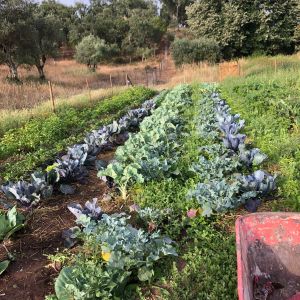 Lisbon farm to table tour