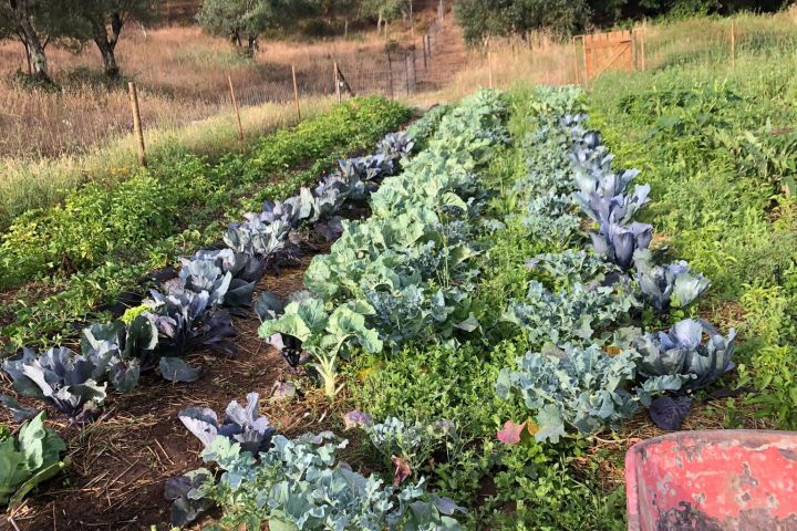 Lisbon farm to table tour