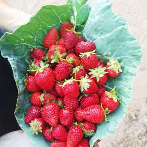 Lisbon farm to table tour