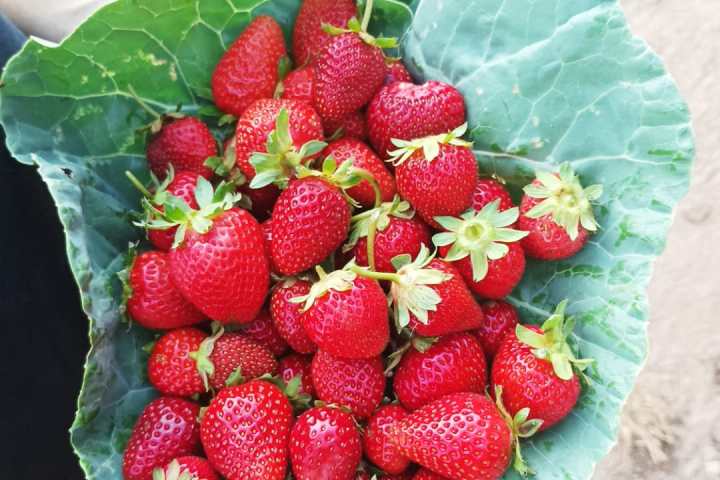 Lisbon farm to table tour