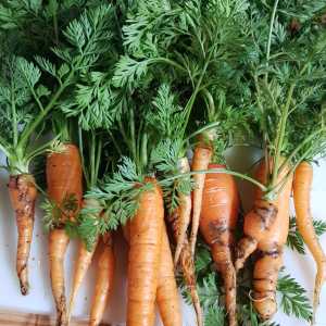 Lisbon farm to table tour