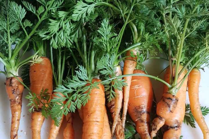 Lisbon farm to table tour