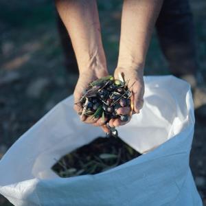 Lisbon farm to table tour