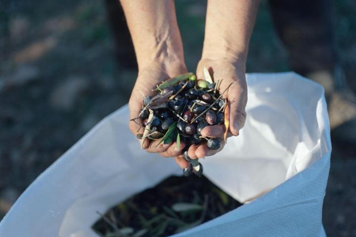 Lisbon farm to table tour