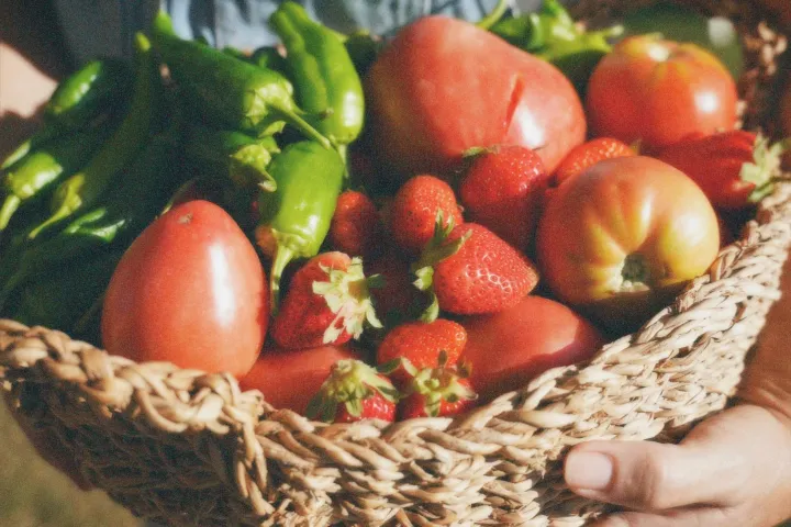 Lisbon farm to table tour