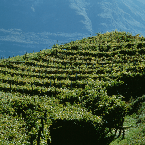 Douro Valley Tour