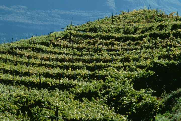 Douro Valley Tour