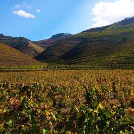 Douro valley tours