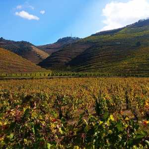 Douro valley tours