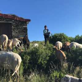 cheese Serra da estrela