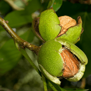 walnut tour in évora