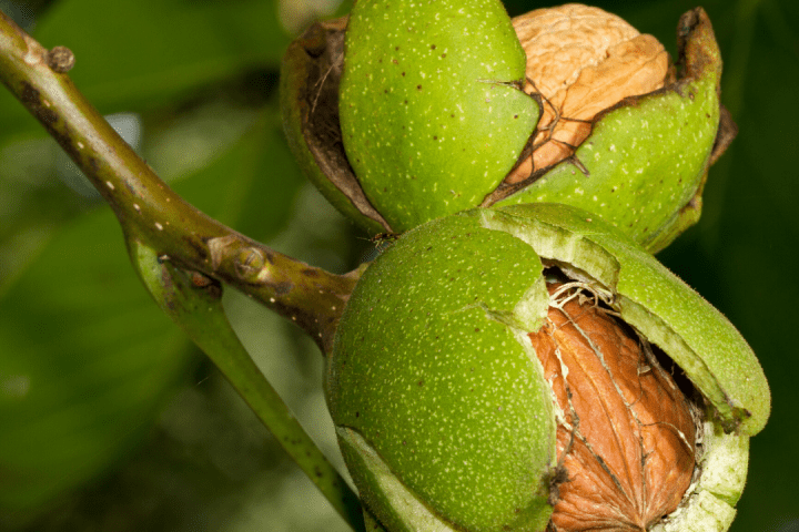 walnut tour in évora