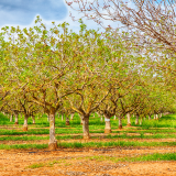 Walnut grove visit during farm tour near Évora