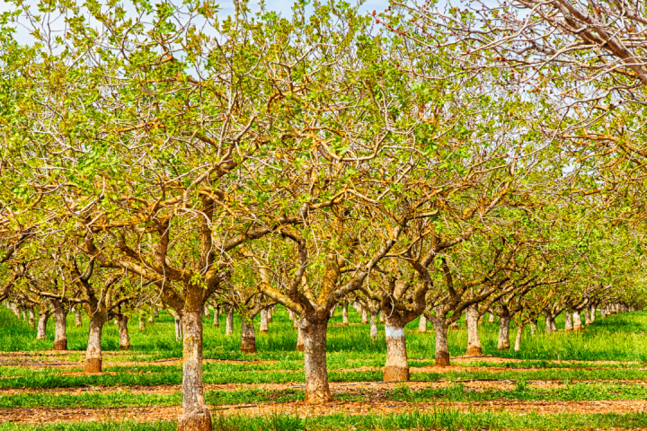 Walnut tour in Évora