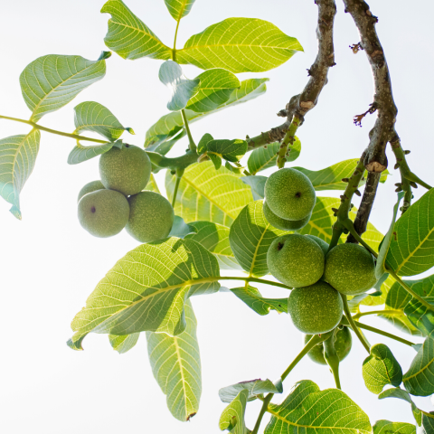 walnut tour in évora