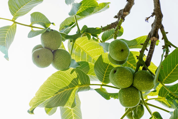 walnut tour in évora