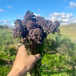 Hand holding purple sprouting broccoli against a blue sky background.