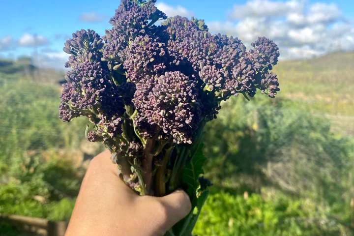 Hand holding purple sprouting broccoli against a blue sky background.