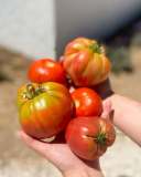 Hands holding five large red and green heirloom tomatoes.