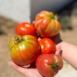 Hands holding five large red and green heirloom tomatoes.