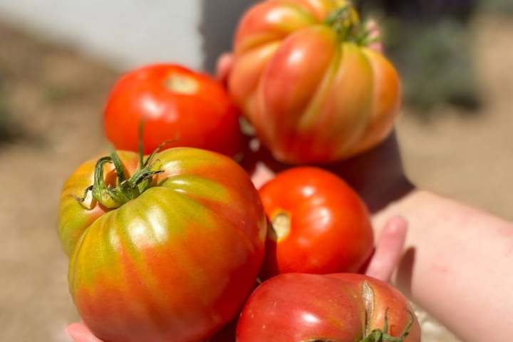 Hands holding five large red and green heirloom tomatoes.