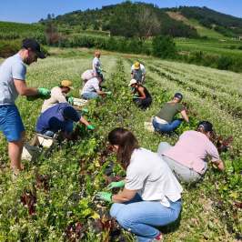 People harvesting crops in a sunny field with greenery and hills in the background.
