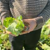 Person holding a leafy green plant in a garden.