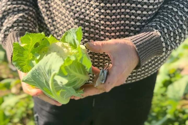 Person holding a leafy green plant in a garden.