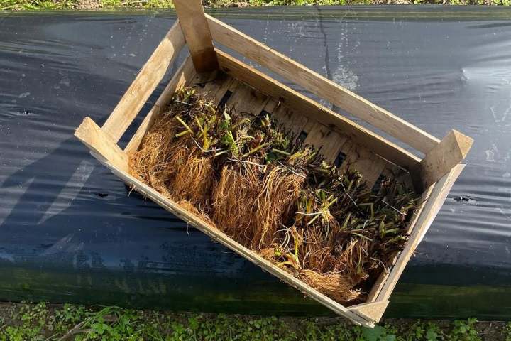 Wooden crate with plants and roots on black plastic and grass.