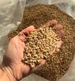 Person holding grains over a full sack.