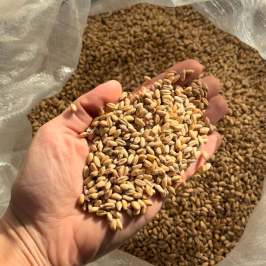 Person holding grains over a full sack.