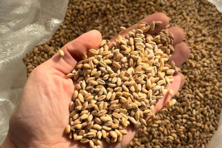 Person holding grains over a full sack.
