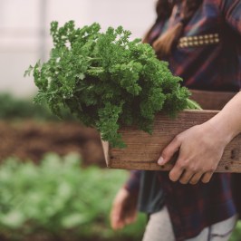 Person carrying a wooden box with fresh parsley in a garden.