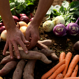 Hands arranging fresh vegetables on soil, including carrots, potatoes, garlic, and beets.
