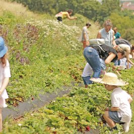 People picking strawberries in a field on a sunny day.