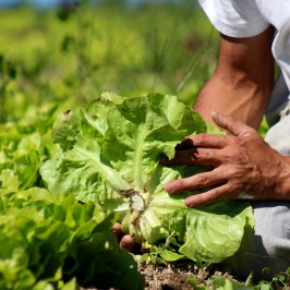 Person harvesting lettuce in a field, hands holding a head of lettuce.