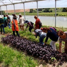 People examine plants in a greenhouse, with rows of greenery.