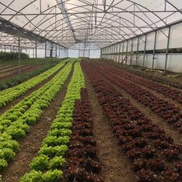 Rows of green and red lettuce inside a large greenhouse.