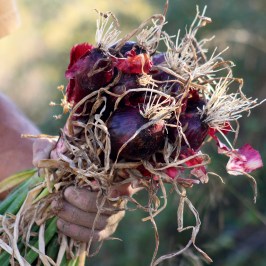 Person holding a bunch of freshly harvested red onions with roots.